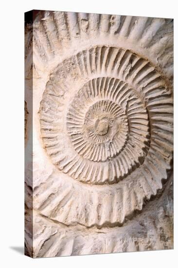 Ammonite II-Vision Studio-Stretched Canvas