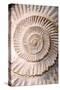 Ammonite II-Vision Studio-Stretched Canvas