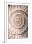 Ammonite II-Vision Studio-Framed Art Print