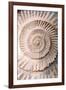 Ammonite II-Vision Studio-Framed Art Print