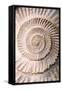 Ammonite II-Vision Studio-Framed Stretched Canvas