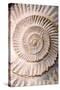 Ammonite II-Vision Studio-Stretched Canvas