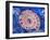 Ammonite in Labradorite-Douglas Taylor-Framed Premium Photographic Print