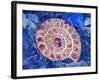 Ammonite in Labradorite-Douglas Taylor-Framed Photographic Print