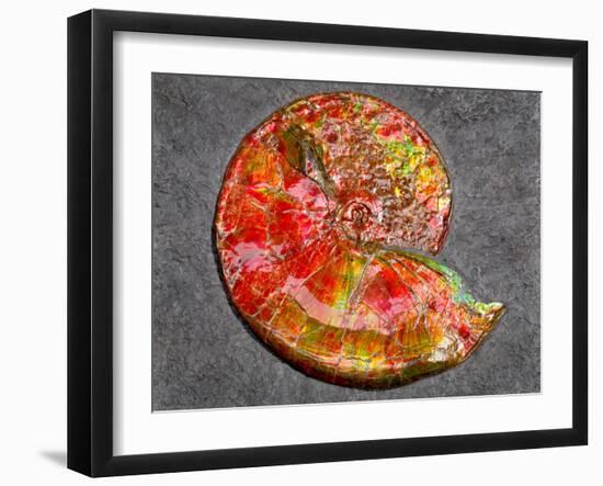 Ammonite in Matrix-Douglas Taylor-Framed Photographic Print