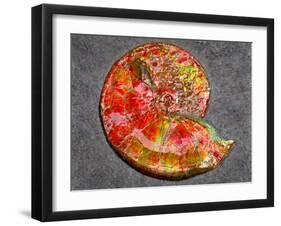 Ammonite in Matrix-Douglas Taylor-Framed Photographic Print