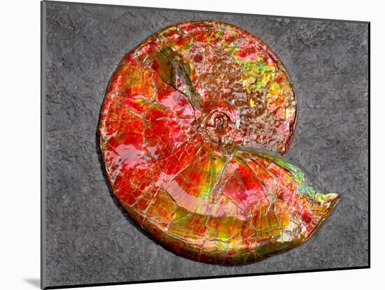 Ammonite in Matrix-Douglas Taylor-Mounted Photographic Print