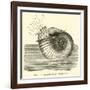 Ammonite Restored-null-Framed Giclee Print