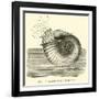 Ammonite Restored-null-Framed Giclee Print