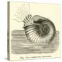 Ammonite Restored-null-Stretched Canvas