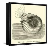 Ammonite Restored-null-Framed Stretched Canvas
