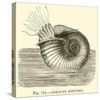 Ammonite Restored-null-Stretched Canvas