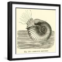 Ammonite Restored-null-Framed Giclee Print