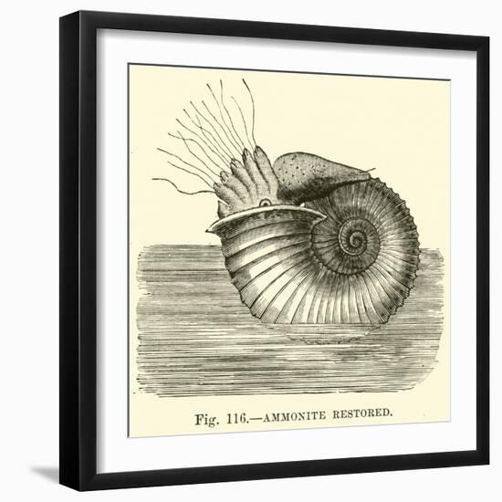 Ammonite Restored-null-Framed Giclee Print