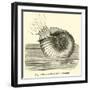 Ammonite Restored-null-Framed Giclee Print