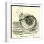 Ammonite Restored-null-Framed Giclee Print