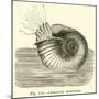 Ammonite Restored-null-Mounted Giclee Print