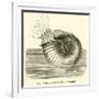 Ammonite Restored-null-Framed Giclee Print