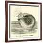 Ammonite Restored-null-Framed Giclee Print