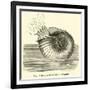 Ammonite Restored-null-Framed Giclee Print