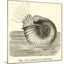 Ammonite Restored-null-Mounted Giclee Print