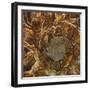 Ammonite - Spiral-Assaf Frank-Framed Giclee Print