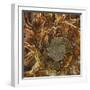 Ammonite - Spiral-Assaf Frank-Framed Giclee Print