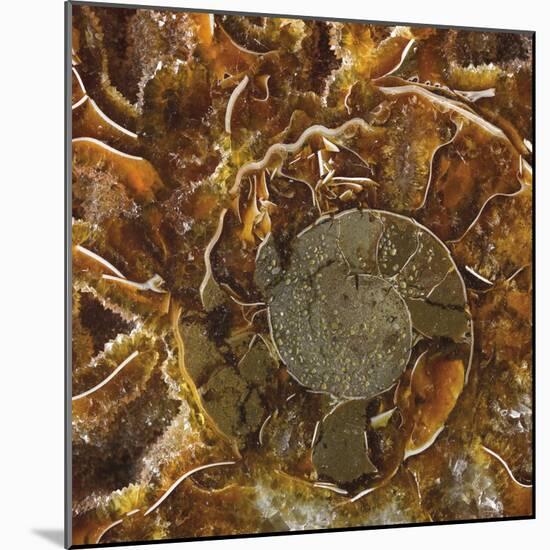 Ammonite - Spiral-Assaf Frank-Mounted Giclee Print