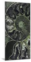 Ammonite - Volute-Assaf Frank-Mounted Giclee Print