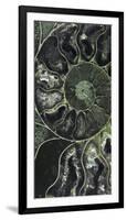 Ammonite - Volute-Assaf Frank-Framed Giclee Print