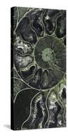 Ammonite - Volute-Assaf Frank-Stretched Canvas