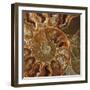 Ammonite - Whorl-Assaf Frank-Framed Giclee Print