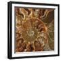 Ammonite - Whorl-Assaf Frank-Framed Giclee Print