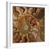 Ammonite - Whorl-Assaf Frank-Framed Giclee Print