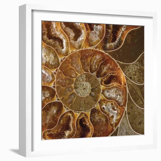 Ammonite - Whorl-Assaf Frank-Framed Giclee Print