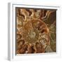 Ammonite - Whorl-Assaf Frank-Framed Giclee Print