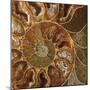 Ammonite - Whorl-Assaf Frank-Mounted Giclee Print