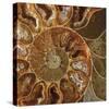 Ammonite - Whorl-Assaf Frank-Stretched Canvas