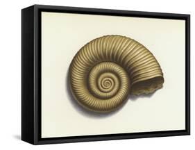 Ammonite-null-Framed Stretched Canvas