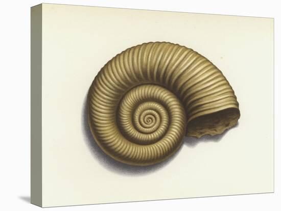 Ammonite-null-Stretched Canvas