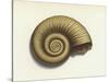 Ammonite-null-Stretched Canvas