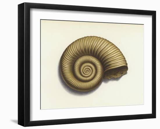 Ammonite-null-Framed Giclee Print