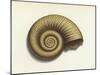 Ammonite-null-Mounted Giclee Print