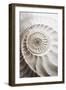 Ammonite-Sasha-Framed Giclee Print