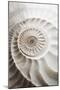 Ammonite-Sasha-Mounted Giclee Print