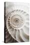 Ammonite-Sasha-Stretched Canvas