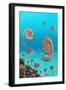 Ammonites In a Jurassic Sea-Richard Bizley-Framed Photographic Print