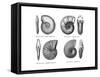 Ammonites-null-Framed Stretched Canvas