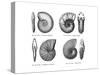 Ammonites-null-Stretched Canvas