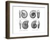 Ammonites-null-Framed Giclee Print